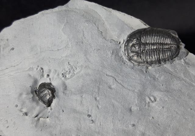 Elrathia kingii (MEEK 1870)  - Bild &copy; FossNet FossilienStore